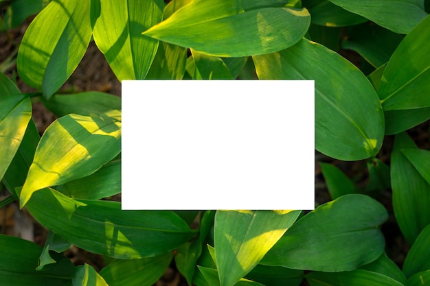 Cadre de feuilles vertes de muguet sous les rayons du soleil