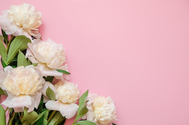 Cadre de fleur avec des branches fraîches de pivoine blanche sur fond rose avec espace de copie