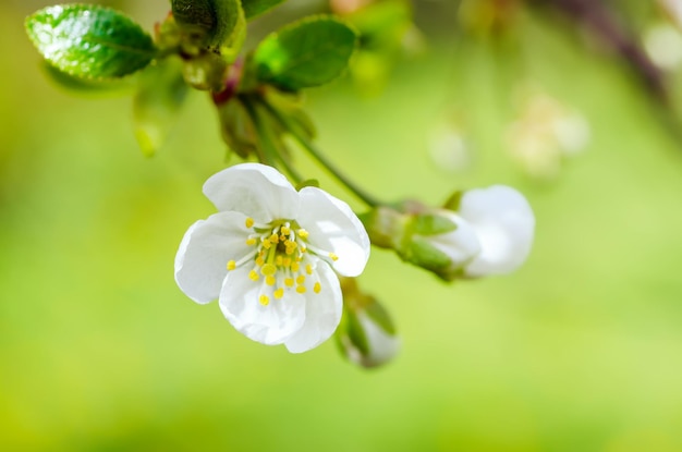 Cadre de fleurs de cerisier