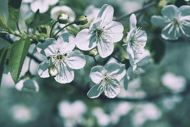 Cadre de fleurs de cerisier