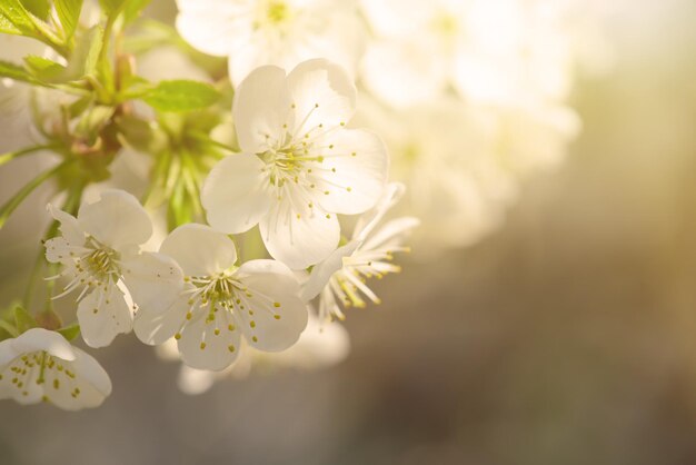 Cadre de fleurs de cerisier