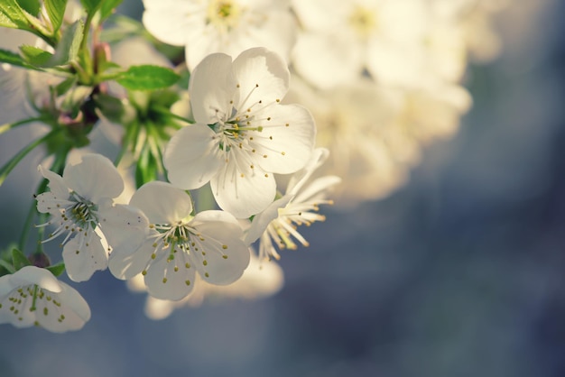 Cadre de fleurs de cerisier