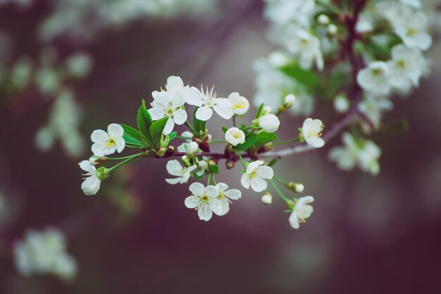 Cadre de fleurs de cerisier