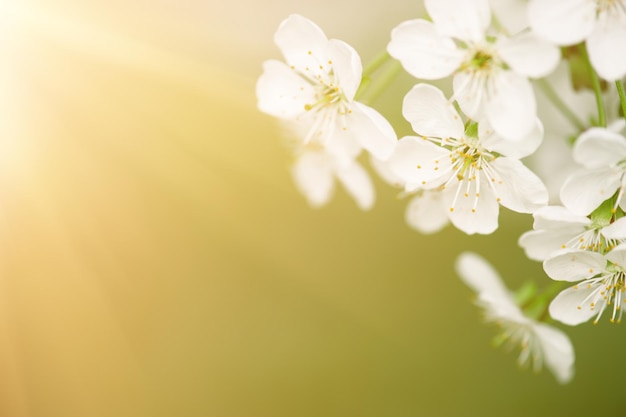 Cadre de fleurs de cerisier