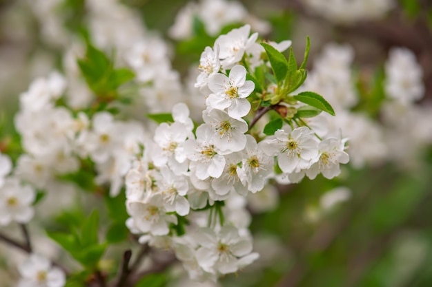 Cadre de fleurs de cerisier