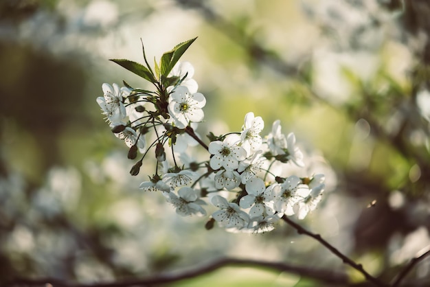 Cadre de fleurs de cerisier