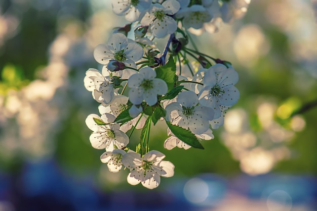 Cadre de fleurs de cerisier