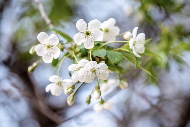 Cadre fleurs de cerisier