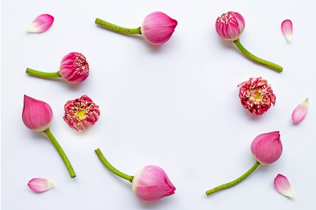 Cadre de fleurs de lotus rose sur blanc