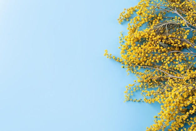 Cadre de fleurs de mimosa jaune sur fond bleu solide