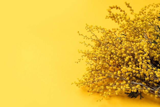 Cadre de fleurs de mimosa jaune sur fond solide jaune