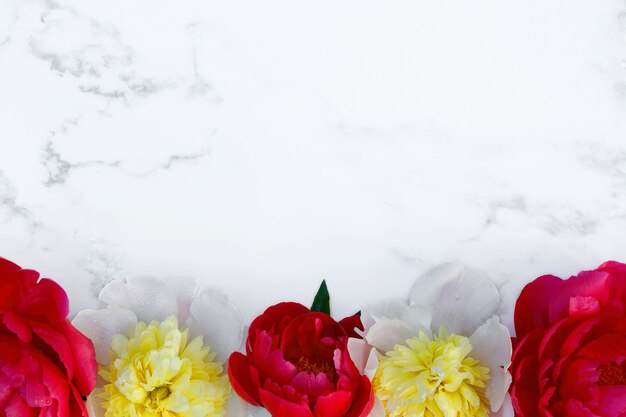 Un cadre de fleurs de pivoine jaune-rouge sur fond blanc. Décoration.
