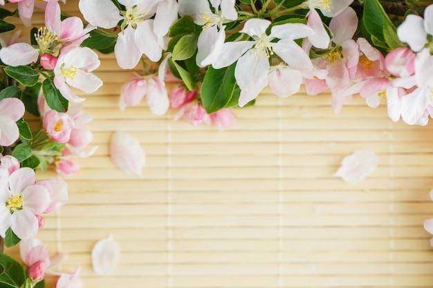 Cadre de fleurs de printemps de sakura sur bambou