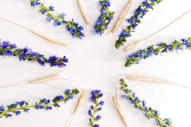 Cadre avec fleurs violettes et morceaux de blé sur fond blanc. Mise à plat, vue de dessus