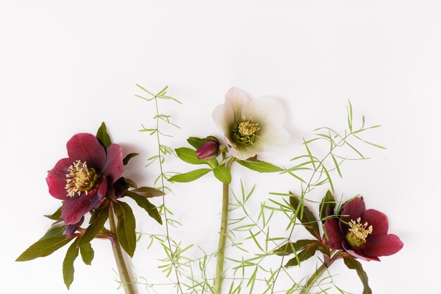 Cadre de fleurs violettes avec place pour texte sur fond blanc. Mise à plat, vue de dessus. Anniversaire, mères, valentines, concept de jour de mariage. Fleur violet foncé Helleborus niger