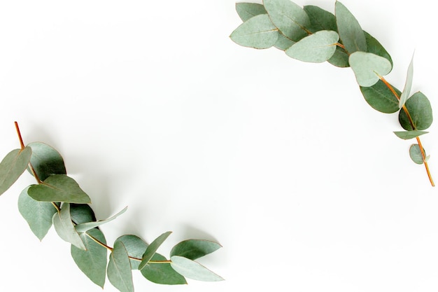 Cadre de guirlande fait de branches d'eucalyptus et de feuilles isolées sur fond blanc jeter la vue de dessus à plat