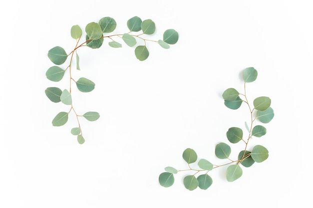 Cadre de guirlande fait de branches d'eucalyptus et de feuilles isolées sur fond blanc jeter la vue de dessus à plat