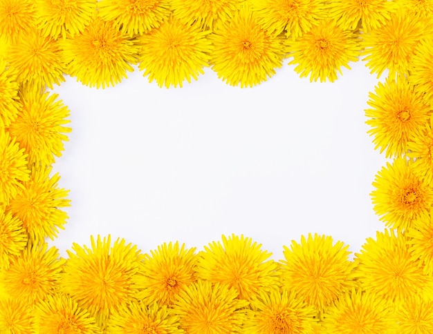 Cadre isolé de gros plan de pissenlits de printemps jaune vif