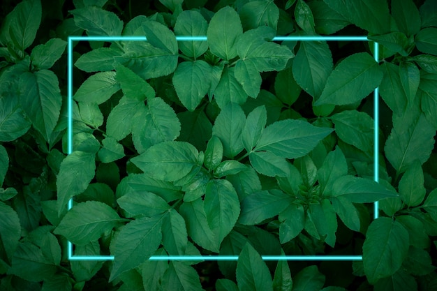 Cadre de lignes de lumière néon turquoise dans le fond de feuilles vert foncé