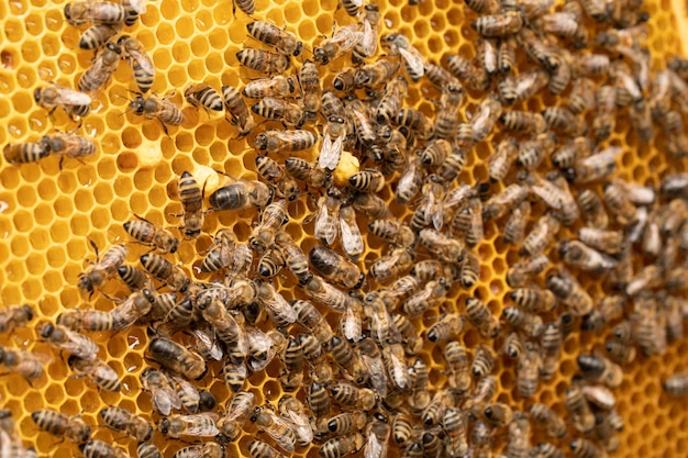 Photo cadre de miel avec abeilles et miel emballé