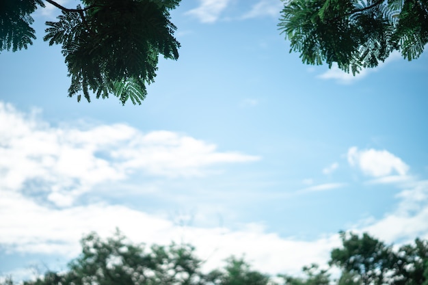 Le cadre naturel avec des branches vertes et un ciel bleu dans le jardin.