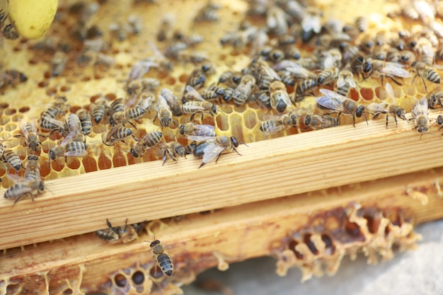 Cadre en nid d'abeille mis en place par les abeilles, avec un manque d'espace pour le miel