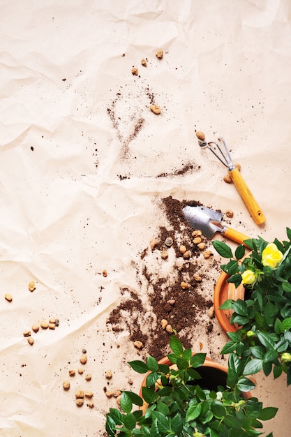 Photo cadre d'outils de jardinage avec mini roses dans des pots avec espace de copie. transplanter des plantes.