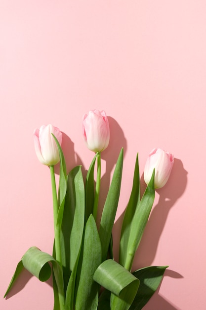 Cadre de Pâques de tulipes roses sur rose pastel. Vue de dessus avec espace copie.