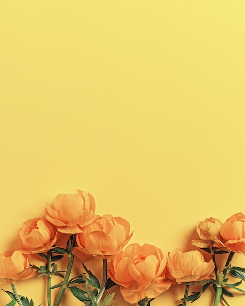 Cadre à partir de fleurs jaunes Trollius ou Globeflower sur fond de couleur jaune encadrement minimal plat l