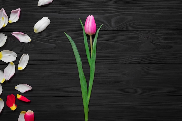 Cadre de pétales de tulipes isolé sur fond de bois