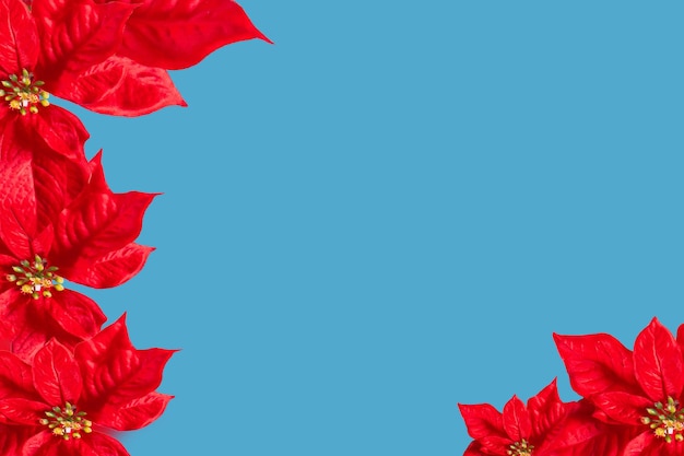 Cadre de plante de fleur de poinsettia de Noël rouge sur fond bleu