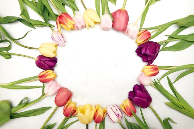 Cadre à plat fait de fleurs de fleurs de tulipes avec des gouttes d'eau, vue de dessus, large composition.