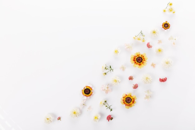 Cadre de printemps de petites fleurs et arrangement floral de marguerites