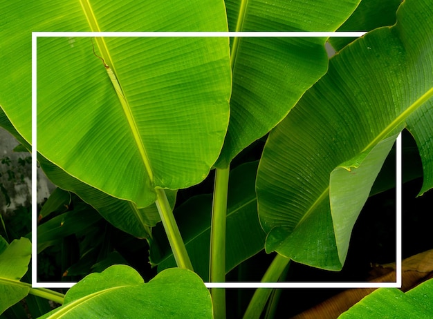 Cadre rectangle Blanc et feuilles de bananier Résumé fond motif naturel Copier l'espace