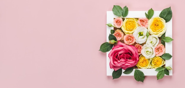 Cadre avec des roses de beauté sur fond rose. Concept naturel de la journée de la femme, format de bannière.