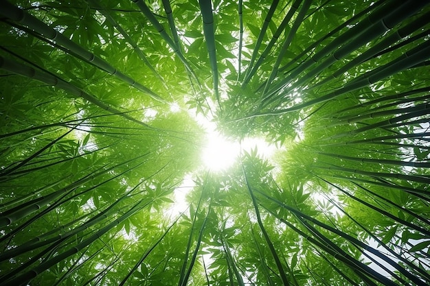 Cadre de texture de feuille en croissance de forêt de bambous