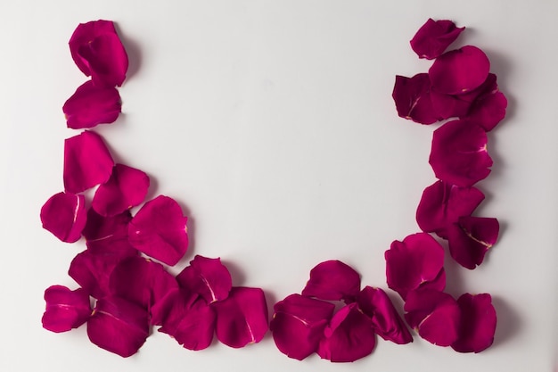 cadre de texture de fond de pétales de rose roses sur fond blanc