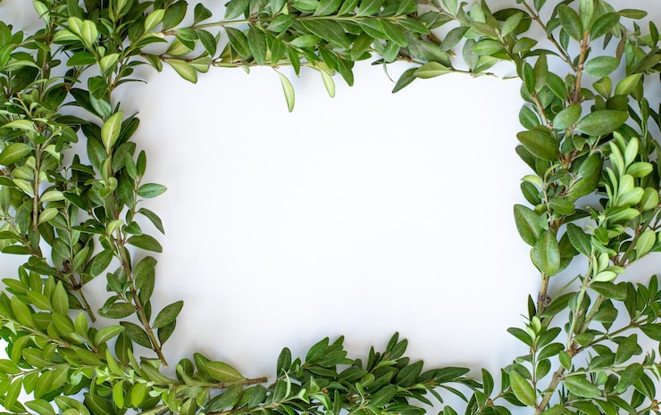 Photo cadre vert de plantes naturelles fraîches sur fond de bois blanc