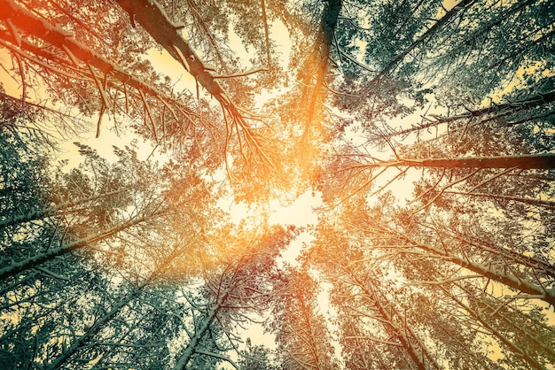 Cadre vintage de pins dans la forêt au coucher du soleil