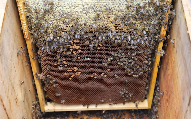 Cadres avec des nids d'abeilles dans la ruche Les abeilles transportent du miel dans un nid d'abeilles