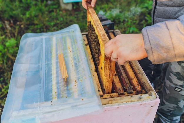 Cadres d'une ruche d'abeilles. Apiculteur récoltant du miel.