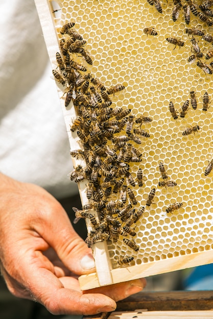 Cadres D'une Ruche D'abeilles. La Main De L'apiculteur Travaille Avec Des Abeilles Et Des Ruches Sur Le Rucher.