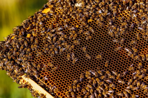 Cadres d'une ruche Apiculture Miel