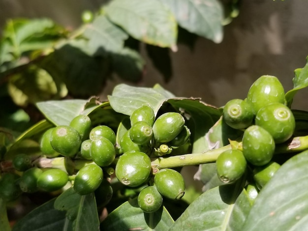 CAFÉ YÉMEN MEILLEUR AU MONDE