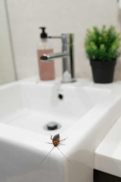 Cafard dans la salle de bain sur le lavabo. Le problème avec les insectes.