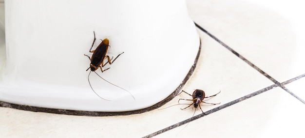 Cafards courant sur le sol de la salle de bain infestation d'insectes dans la salle de bain besoin de détection et de nettoyage de la maison