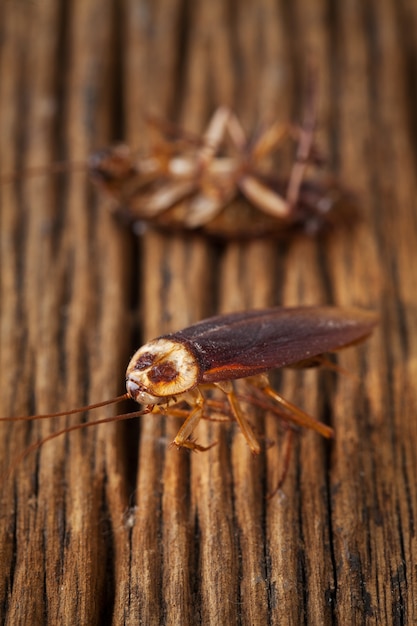 les cafards sont morts sur la table en bois