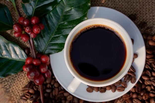 Café Americano dans une tasse à café blanche avec fond de grains de café crus et torréfiés.