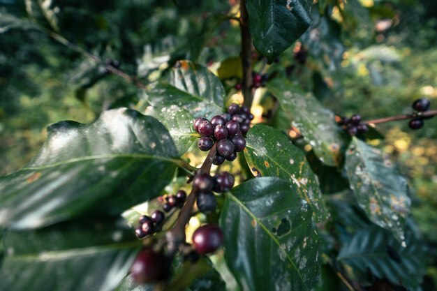 Café arabica mûr rouge sous la canopée des arbres dans la forêt, café cueillette à la main de l'agriculture