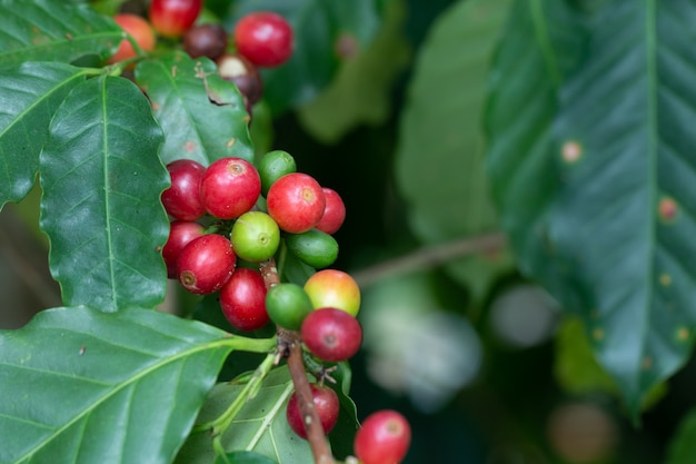 Café Arabica mûrissant sur un arbre